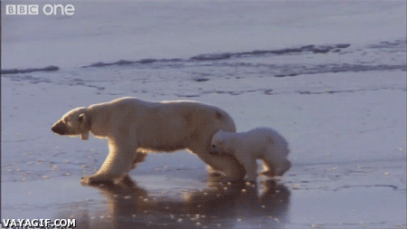 cubs-polar-bear-Favim.com-2321895 (450x253, 1040Kb)