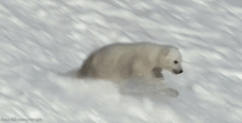 fun-polar-bear-snow-Favim.com-1674735 (500x255, 997Kb)