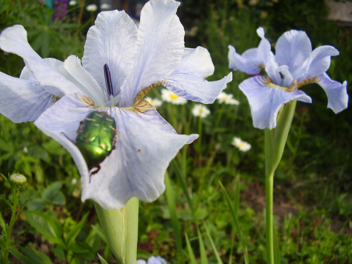 P1010422 (700x525, 423Kb)