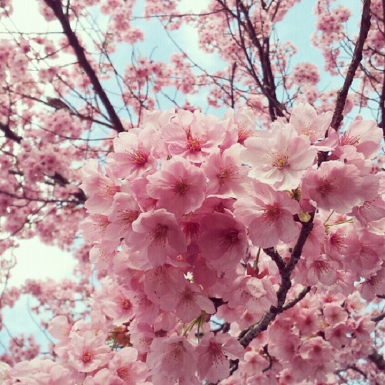 image (4) (550x550, 137Kb)