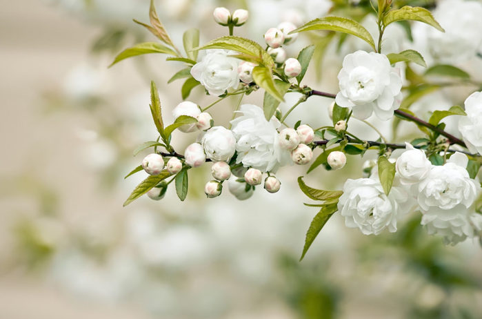 White-Flower--1134x750 (700x462, 56Kb)
