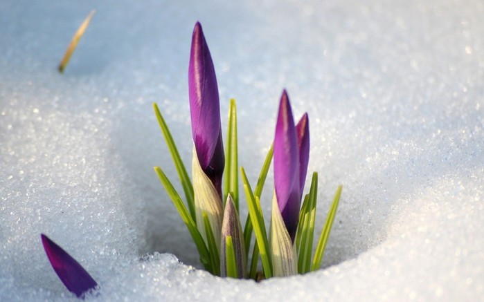 Flowers-in-the-snow (700x437, 56Kb)