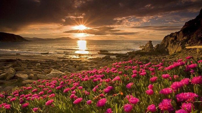 www.GetBg.net_Nature___Flowers_Pink_flowers_by_the_sea_at_sunset_099920_ (700x393, 101Kb)