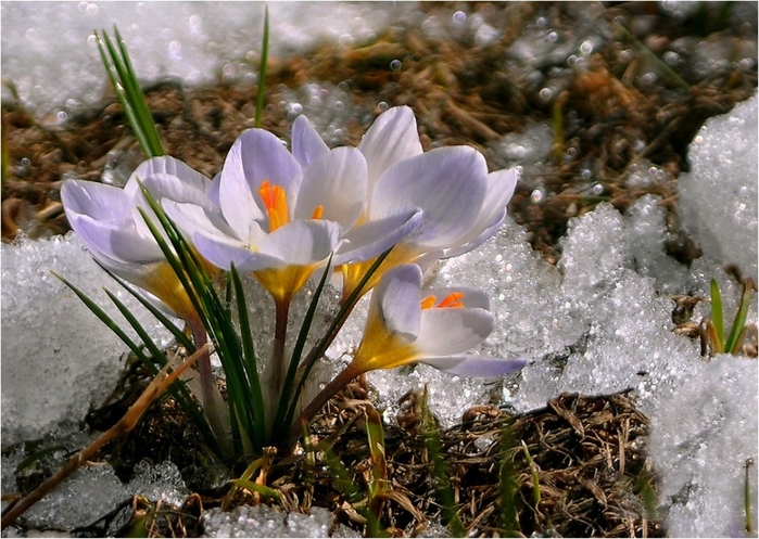   (700x497, 302Kb)