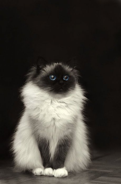 124705506_4086729_golyboglazka (459x699, 31Kb)