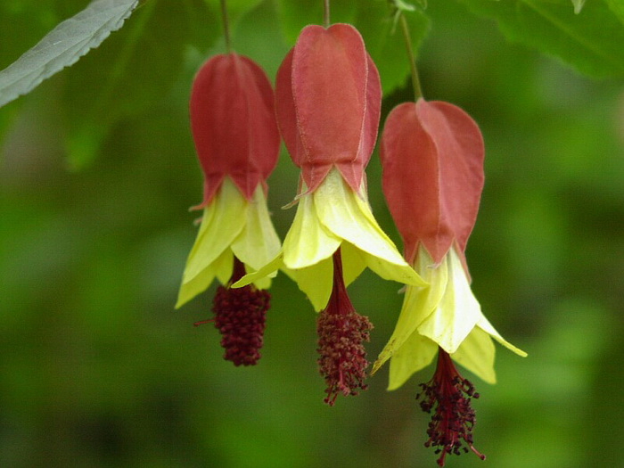 abutilon-29 (700x525, 305Kb)