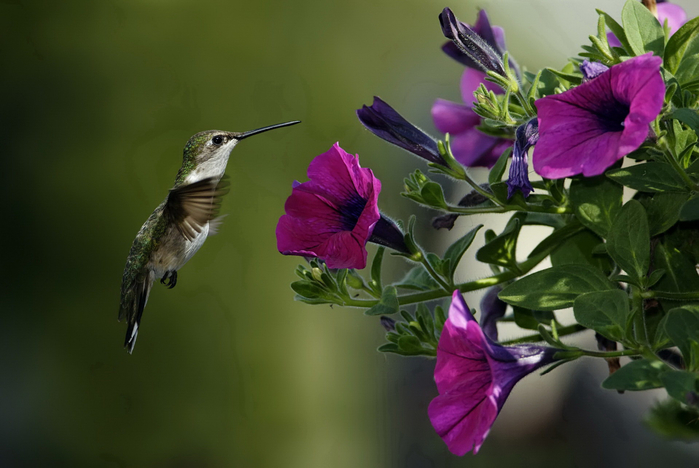 hummingbird7 (700x468, 282Kb)