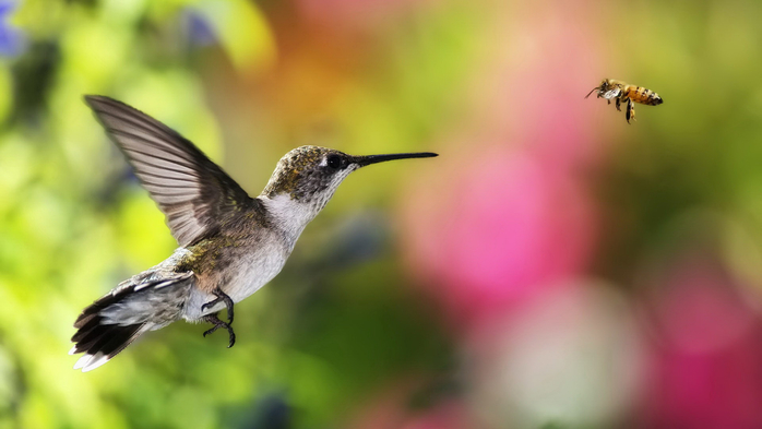 hummingbird15 (700x393, 212Kb)
