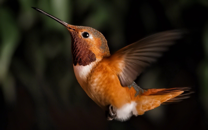 hummingbird23 (700x437, 221Kb)