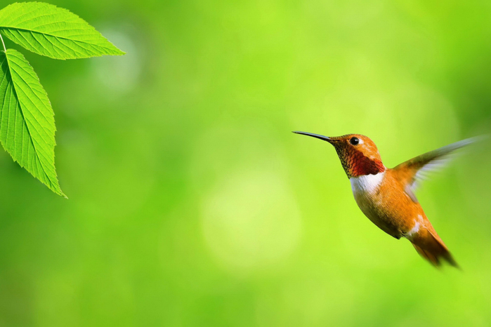 hummingbird26 (700x466, 246Kb)