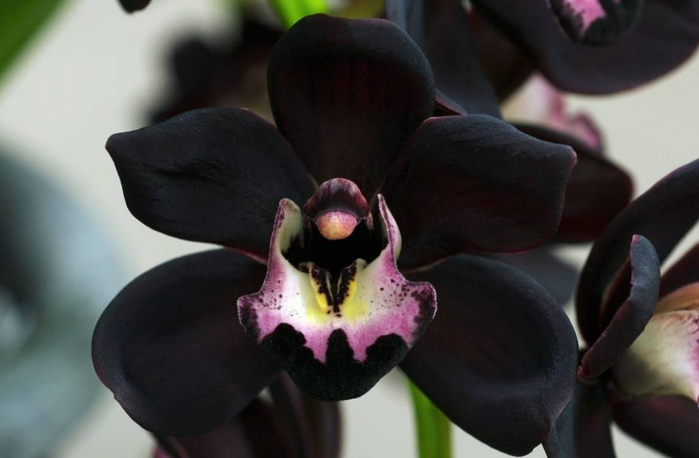 Черная-орхидея-фото (700x458, 191Kb)