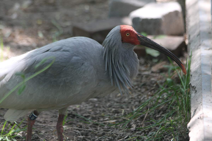 krasnonogij-ili-japonskij-ibis-samaja-redkaja-na-zemle-ptica-animal-reader.-ru-001 (700x466, 263Kb)