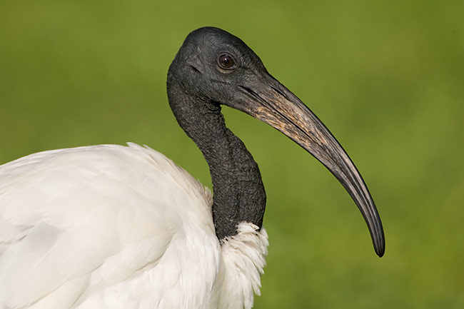 svyaschennyy-ibis foto 2 (onbird.ru) (650x433, 104Kb)