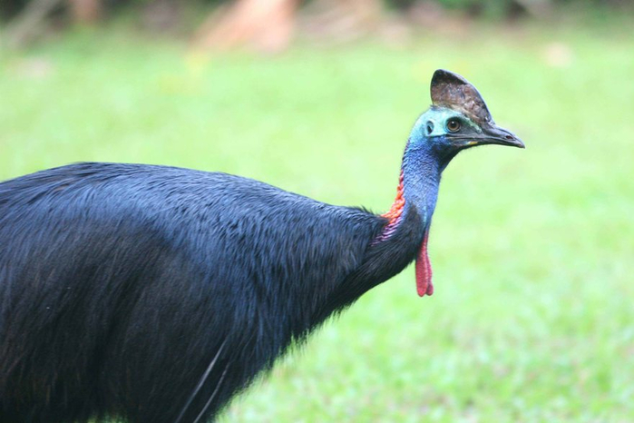 984_cassowary (3) (700x466, 262Kb)