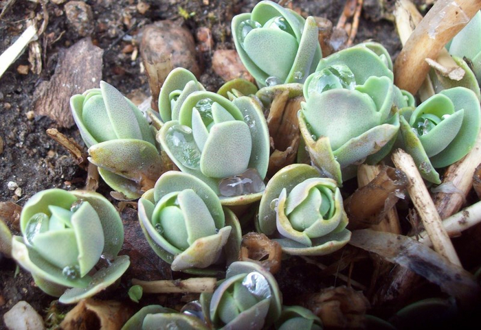 101_2317 (700x481, 394Kb)