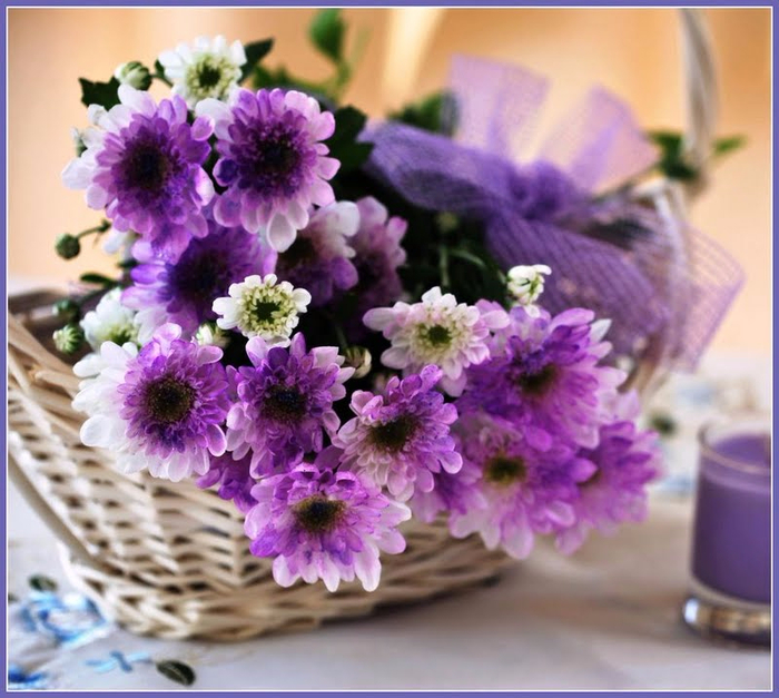 purple-chrysanthemums-139134 (700x627, 429Kb)
