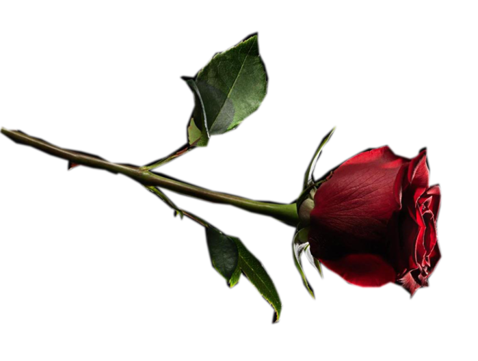 gul_forumgazel (700x528, 166Kb)