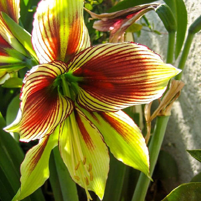 3937411_Hippeastrum08 (700x700, 117Kb)