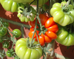 tomato costoluto fiorentino 3 (250x200, 80Kb)