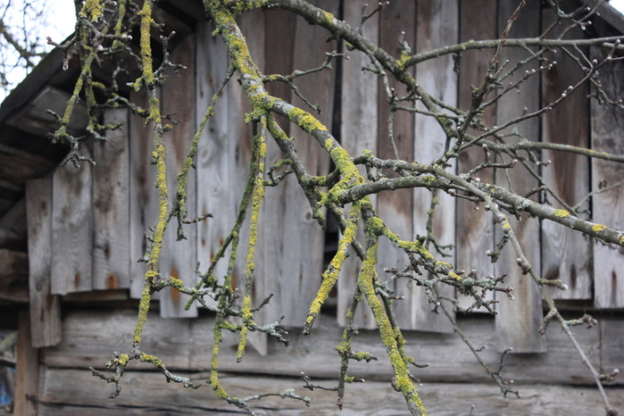 IMG_9364 (700x466, 219Kb)