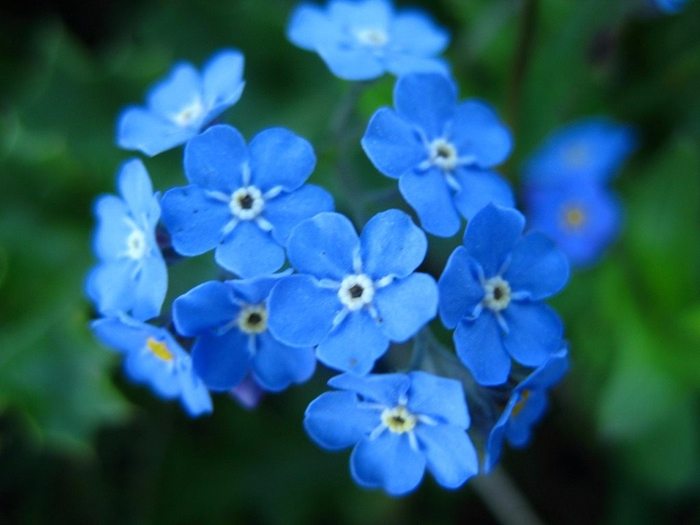 Myosotis-5 (700x525, 314Kb)