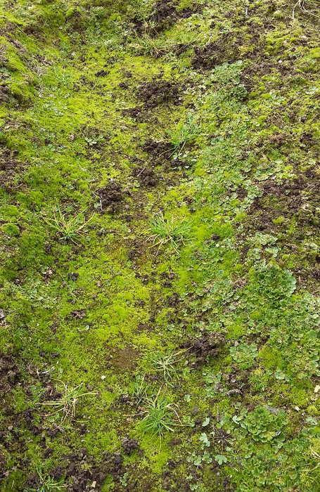 20170409_125415 (455x700, 614Kb)