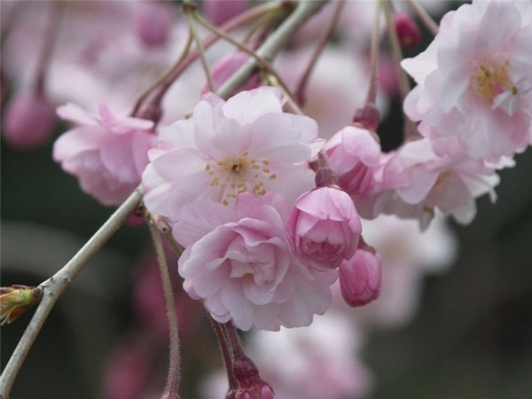 sakura_024 (600x450, 211Kb)