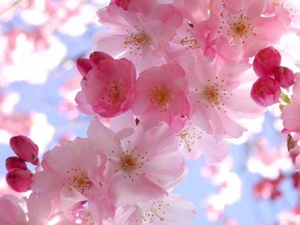 spring-blossom-wallpaper__yvt2 (600x450, 256Kb)