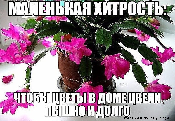 4121583_malenkaya_xitrost_chtoby_cvety_v_dome_cveli_pyshno_i_dolgo__kaifzona_ru (599x415, 273Kb)