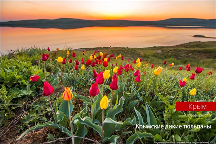 Crimean-wild-tulips.-Magically-beautiful-01 (700x466, 417Kb)