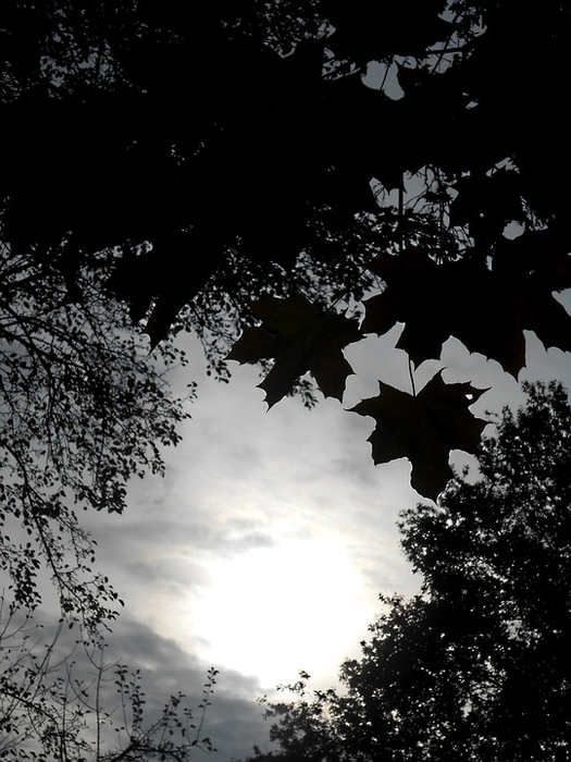 foliage-546554_960_720 (525x700, 255Kb)