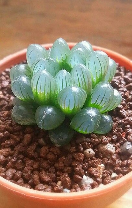 Haworthia сooperi (445x700, 287Kb)