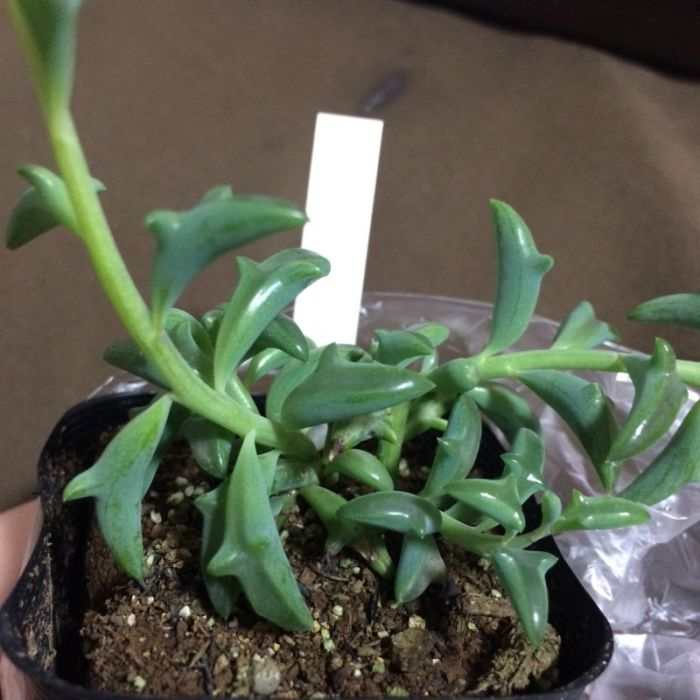 Senecio peregrinus (700x700, 285Kb)