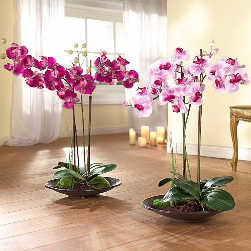 komnatnye-domashnie-cvety-orhideja-uhod-foto-3 (500x500, 249Kb)