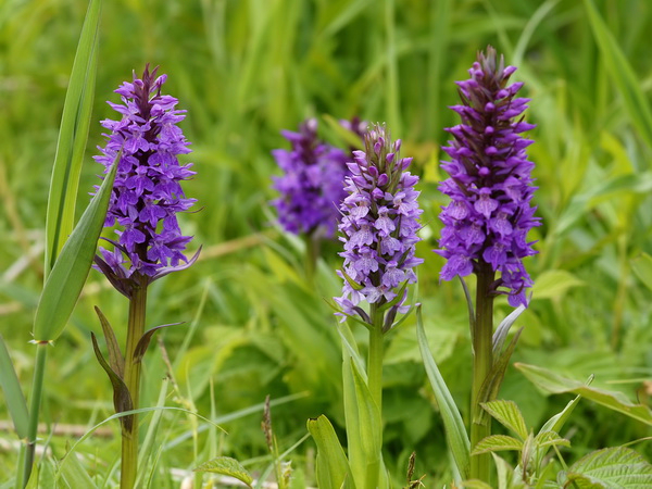 Dactylorhiza_praetermissa_(habitus)(1) (1) (600x450, 336Kb)