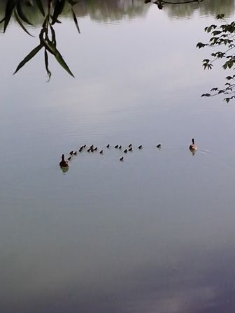 IMG_20170507_074334 (336x448, 15Kb)