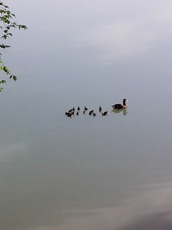 IMG_20170507_074414 (336x448, 10Kb)