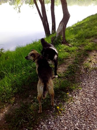 IMG_20170507_074517 (336x448, 42Kb)