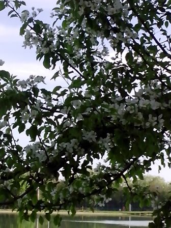 IMG_20170507_074857 (336x448, 53Kb)