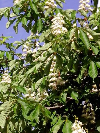 IMG_20170507_075818 (336x448, 61Kb)