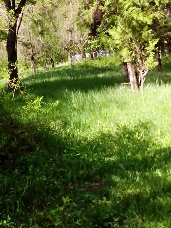 IMG_20170507_080454 (336x448, 48Kb)