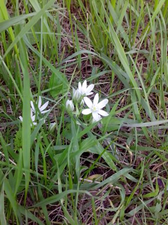 IMG_20170507_080755 (336x448, 49Kb)