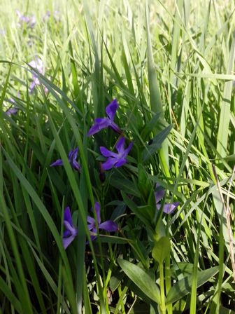 IMG_20170507_080904 (336x448, 45Kb)
