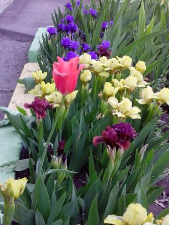 IMG_20170507_081446 (336x448, 41Kb)