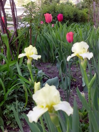 IMG_20170507_081504 (336x448, 42Kb)
