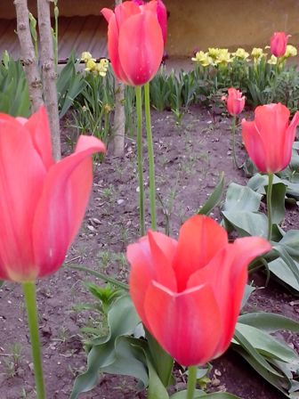 IMG_20170507_081519 (336x448, 38Kb)