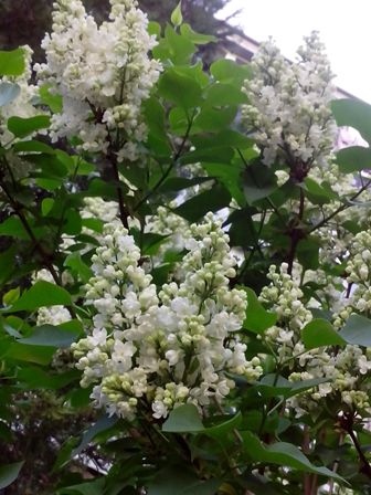 IMG_20170507_081618 (336x448, 43Kb)