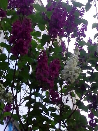 IMG_20170507_081637 (336x448, 44Kb)