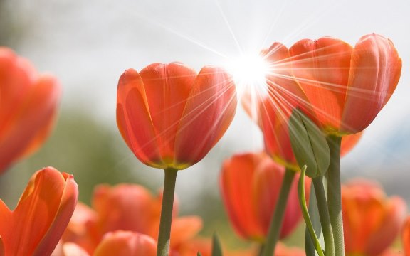 5937008_01281f (576x360, 29Kb)