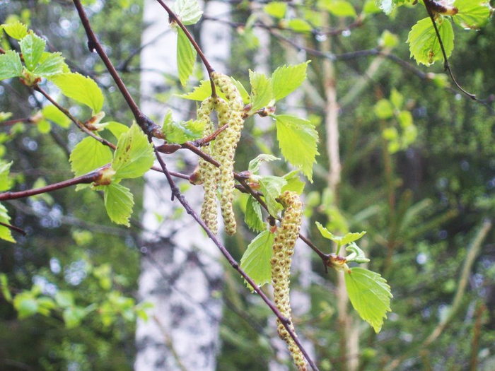 101_4366 (700x525, 425Kb)